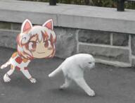 goutokuji_mike meme neko unconnected_marketeers wtf // 1605x1224 // 1.1MB