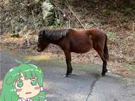 donkey kasen-chan_thread kochiya_sanae mountain_of_faith real_life sad wtf // 4032x3024 // 2.6MB