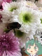 bug flower imperishable_night plant real_life wholesome wriggle_nightbug // 900x1200 // 1.4MB