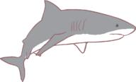 bruh fish shark template // 1142x687 // 27.4KB